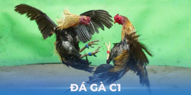 đá gà trực tiếp c1 tại lode88